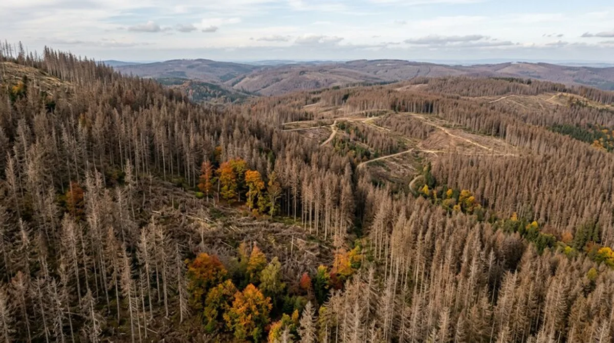 Waldsterben tote Fichten Luftbild